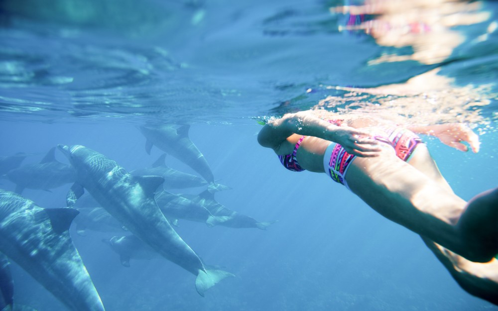 Swimming with Dolphins in Kizimkazi | ®ExcursionMania