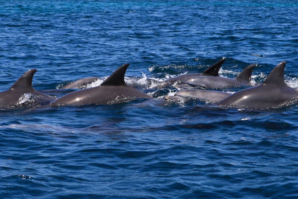 Swimming with Dolphins in Kizimkazi | ®ExcursionMania