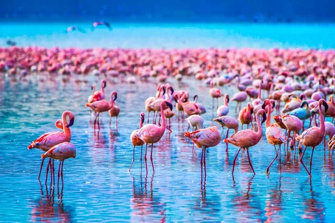 5 Days Amboseli, Lake Nakuru and Masai Mara Safari | ®ExcursionMania
