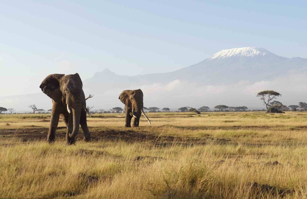 5 Days Amboseli, Lake Nakuru and Masai Mara Safari | ®ExcursionMania