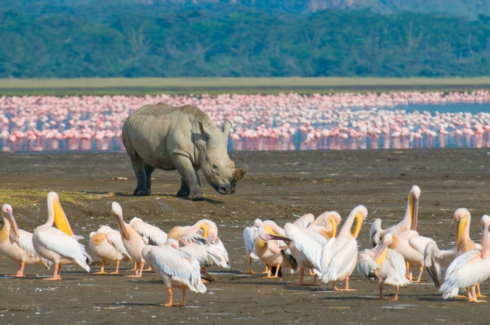 5 Days Amboseli, Lake Nakuru and Masai Mara Safari | ®ExcursionMania