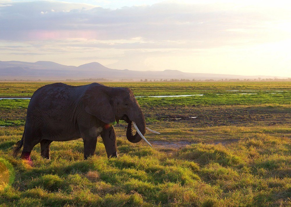 5 Days Amboseli, Lake Nakuru and Masai Mara Safari | ®ExcursionMania
