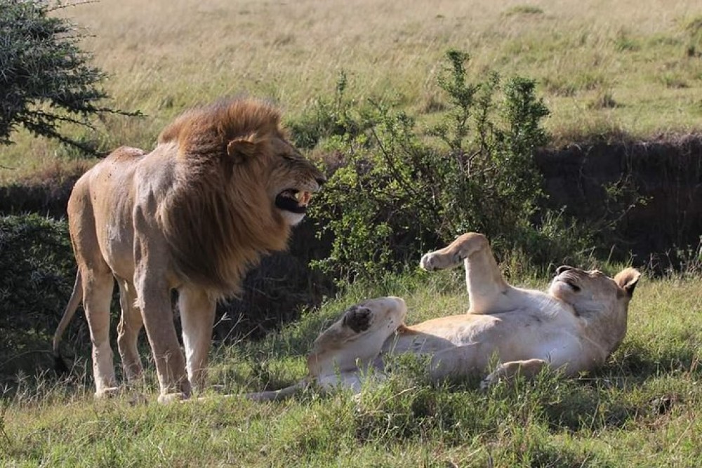 5 Days Masai Mara, Lake Naivasha, Lake Nakuru Safari | ®ExcursionMania