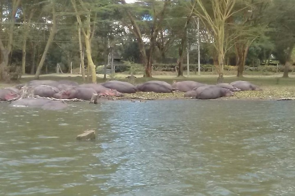 5 Days Masai Mara, Lake Naivasha, Lake Nakuru Safari | ®ExcursionMania