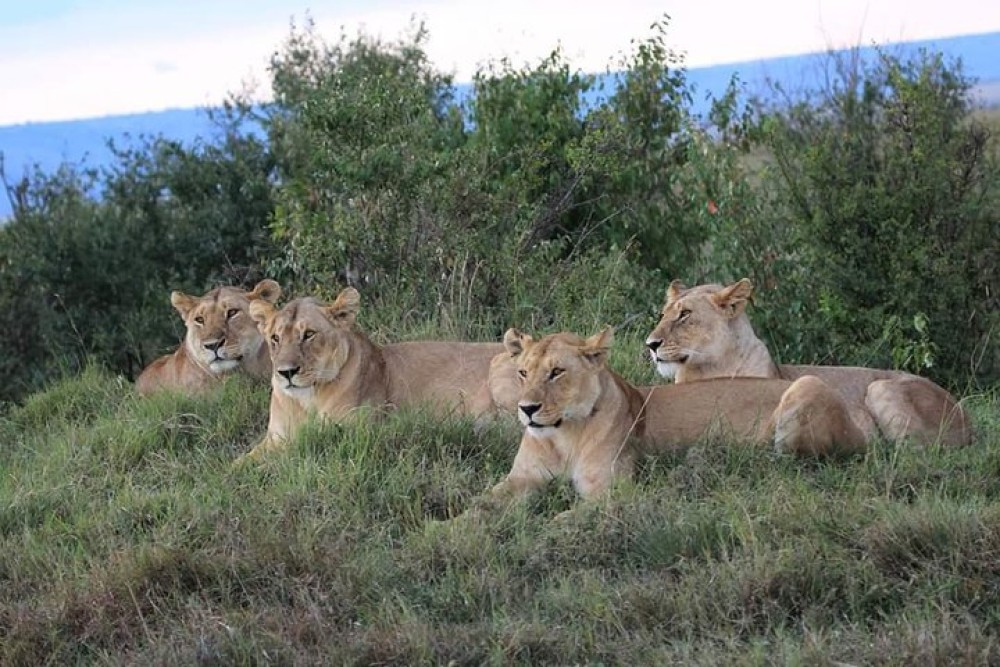 5 Days Masai Mara, Lake Naivasha, Lake Nakuru Safari | ®ExcursionMania