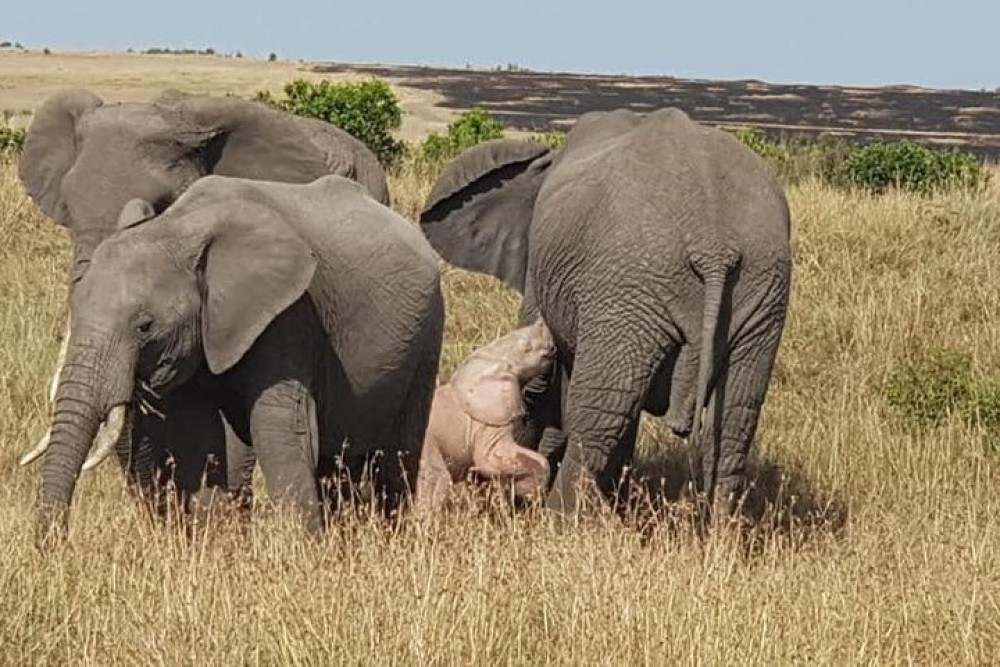 5 Days Masai Mara, Lake Naivasha, Lake Nakuru Safari | ®ExcursionMania