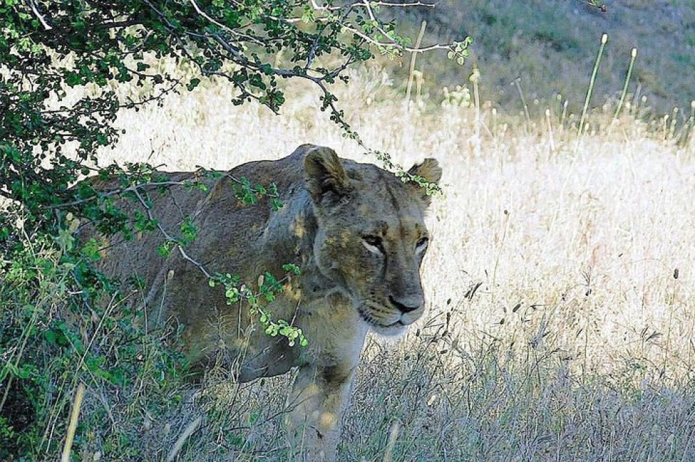 5 Days Masai Mara, Lake Naivasha, Lake Nakuru Safari | ®ExcursionMania