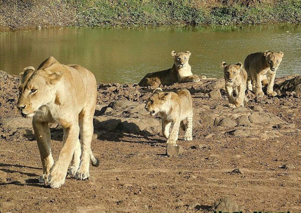 5 Days Masai Mara, Lake Naivasha, Lake Nakuru Safari | ®ExcursionMania