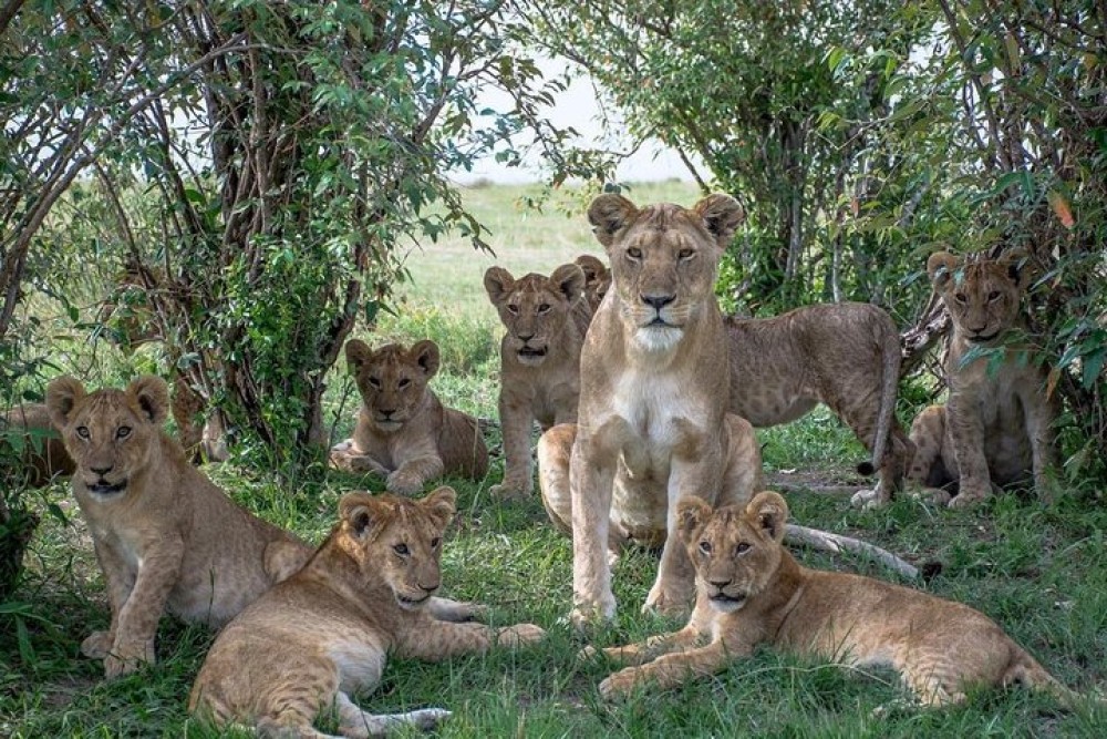 5 Days Masai Mara, Lake Naivasha, Lake Nakuru Safari | ®ExcursionMania