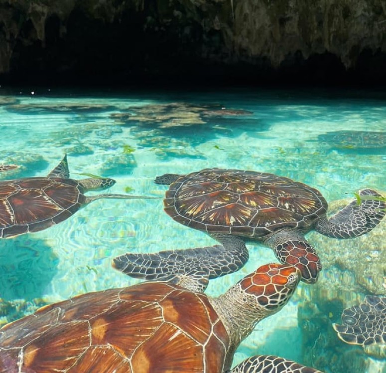 Swimming with sea turtles in salaam cave | ®ExcursionMania