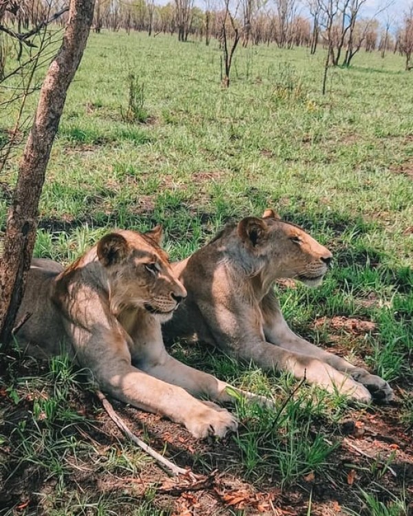 Safari Wildlife 3 Days 2 Night From Zanzibar to Mikumu | ®ExcursionMania