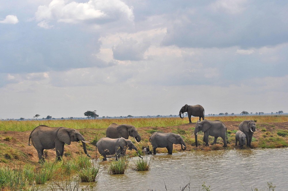 Safari Wildlife 3 Days 2 Night From Zanzibar to Mikumu | ®ExcursionMania