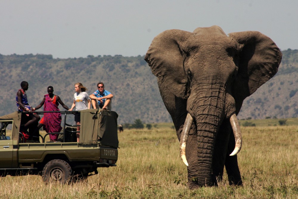 Safari Wildlife 3 Days 2 Night From Zanzibar to Mikumu | ®ExcursionMania