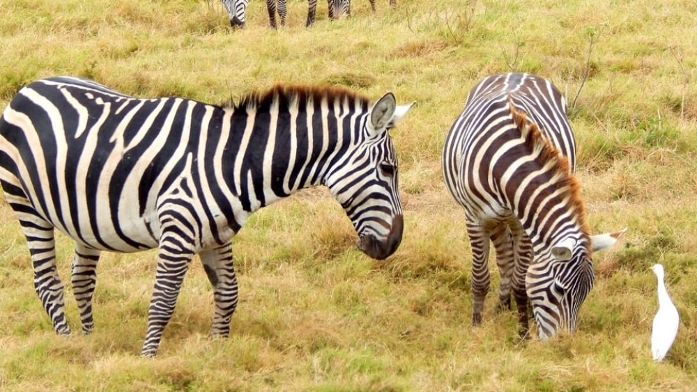 3 Days Masai Mara Camping | ®ExcursionMania