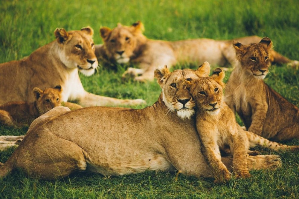 3 Days Masai Mara Camping | ®ExcursionMania
