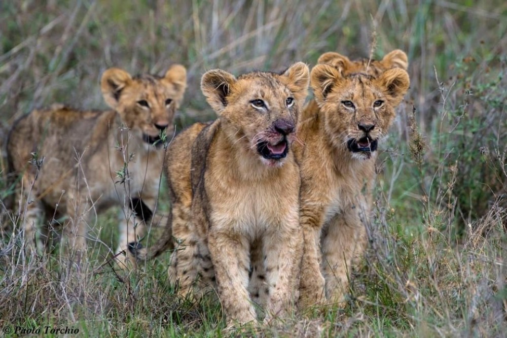 3 Days Masai Mara Camping | ®ExcursionMania