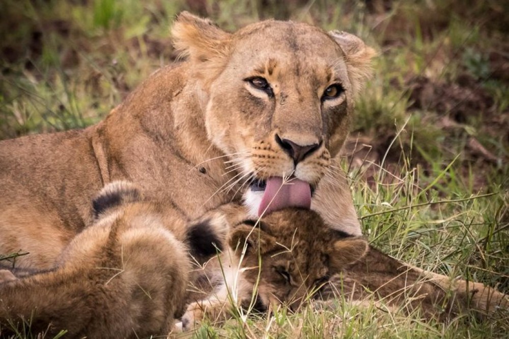 5 Days Masai Mara, Lake Naivasha, Lake Nakuru Safari | ®ExcursionMania