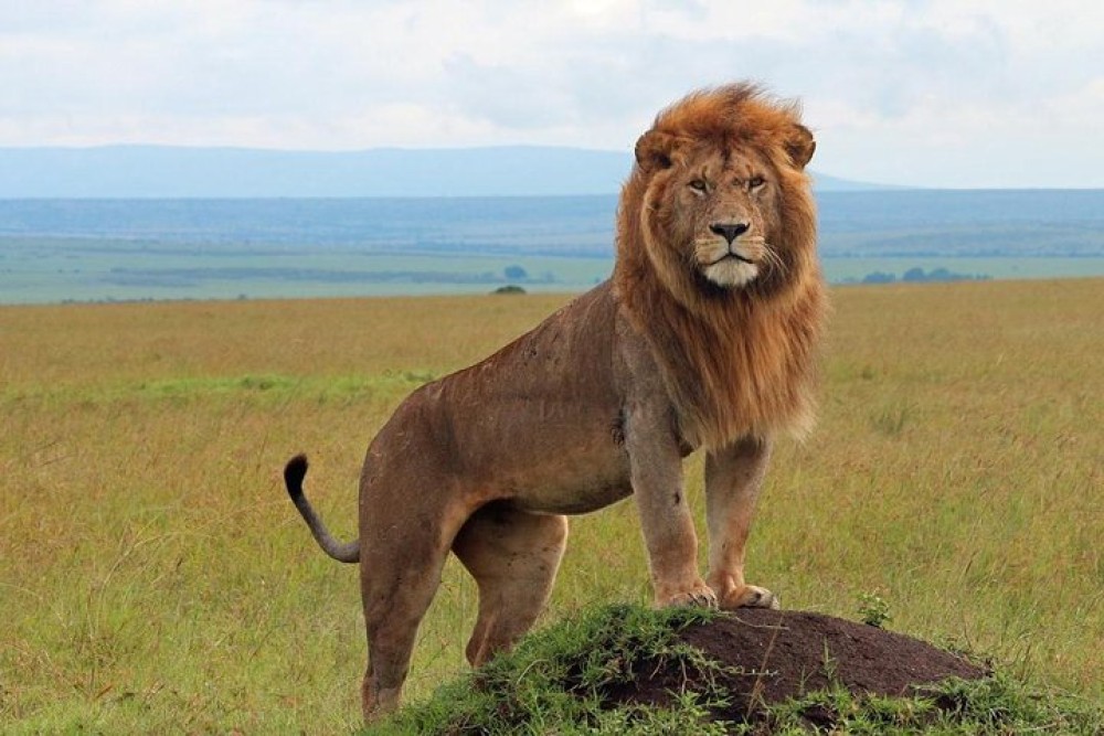 5 Days Masai Mara, Lake Naivasha, Lake Nakuru Safari | ®ExcursionMania