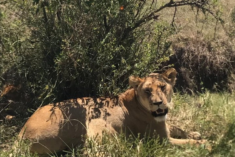 5 Days Masai Mara, Lake Naivasha, Lake Nakuru Safari | ®ExcursionMania