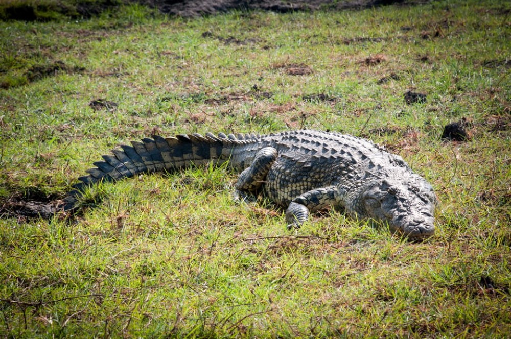 Chobe National Park 3 Days / 2 Nights | ®ExcursionMania