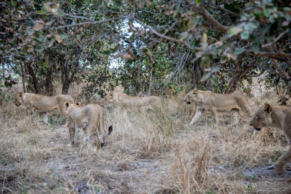 Chobe National Park 3 Days / 2 Nights | ®ExcursionMania