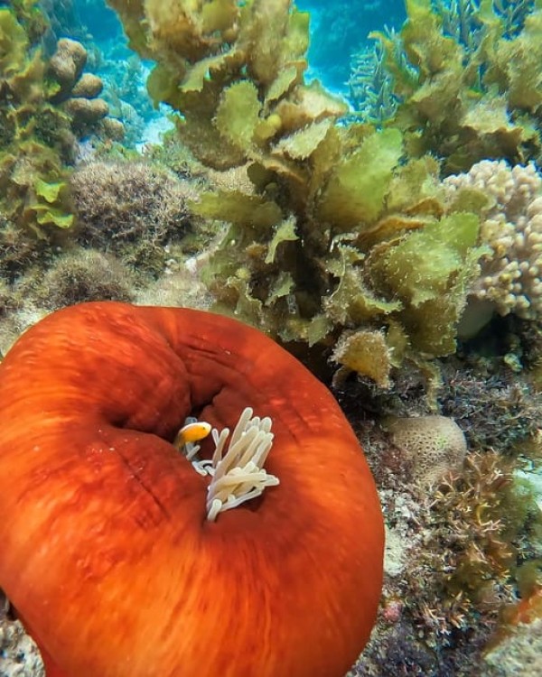 Zanzibar Snorkeling and Sandbank Picnic BBQ Lunch | ®ExcursionMania