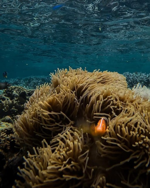 Zanzibar Snorkeling and Sandbank Picnic BBQ Lunch | ®ExcursionMania