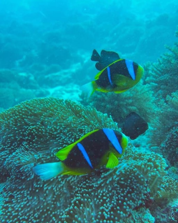 Zanzibar Jozaniforest, Kuza cave, Blue lagoon, Rock Restaurant | ®ExcursionMania