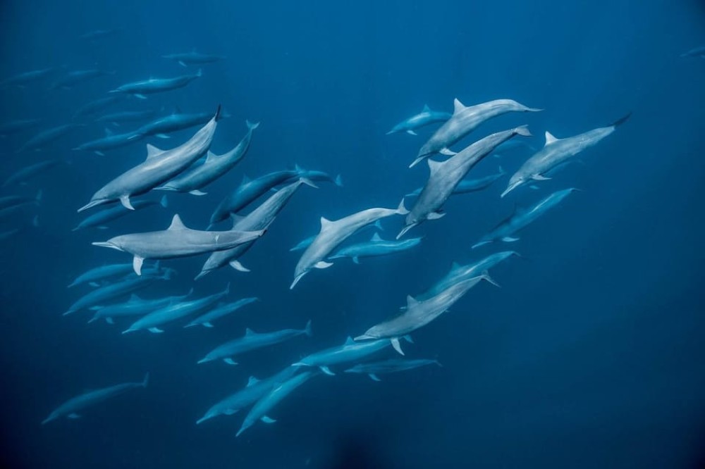 Dolphin Tour and Swimming With Sea Turtles and Kuza Cave | ®ExcursionMania