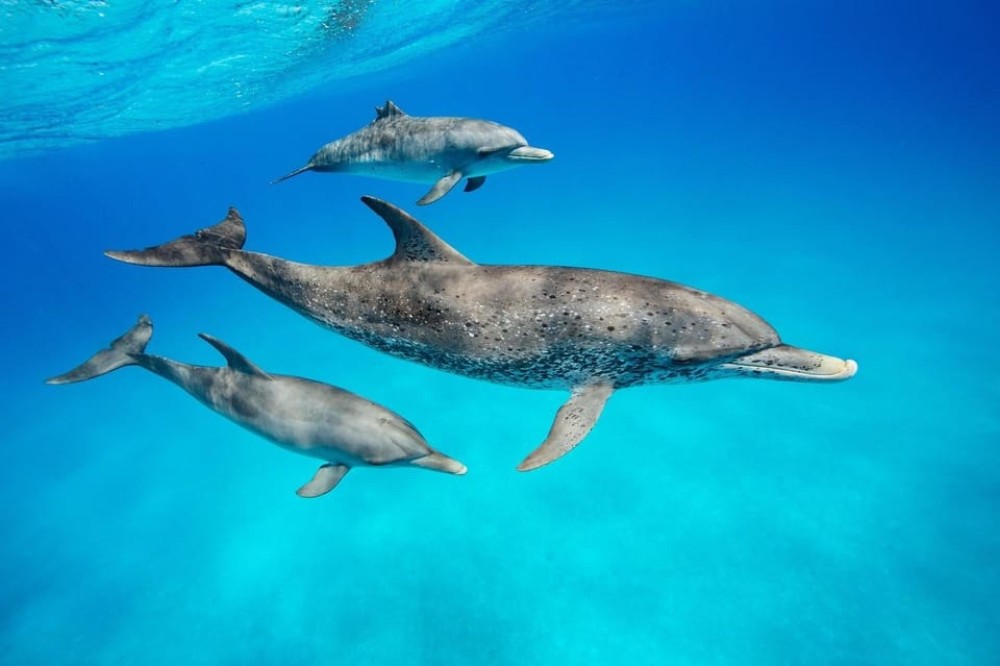 Dolphin Tour and Swimming With Sea Turtles and Kuza Cave | ®ExcursionMania