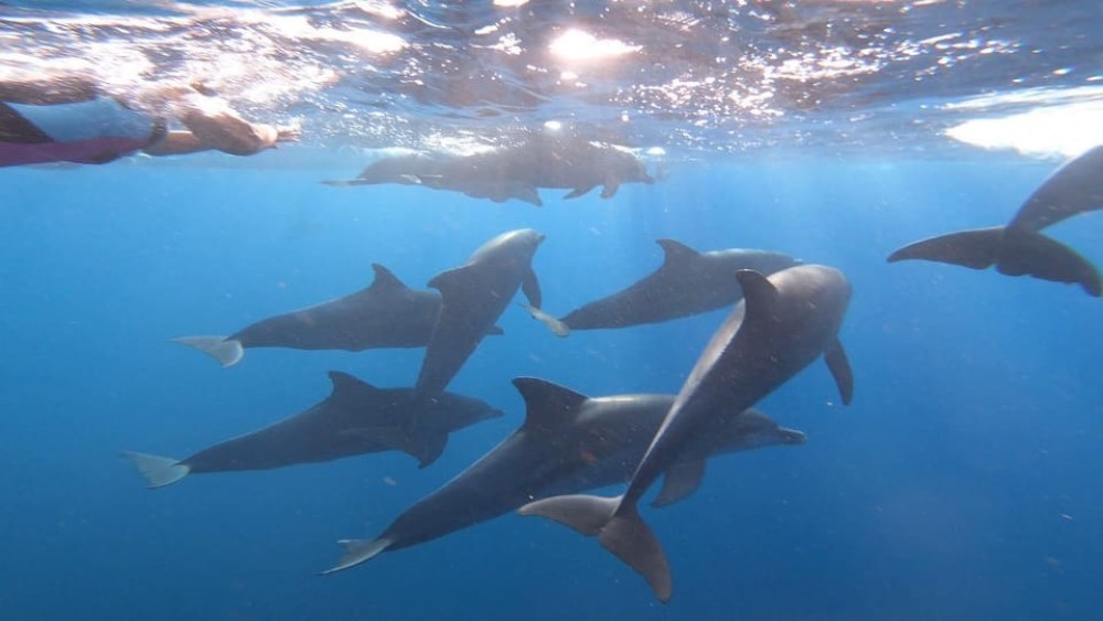 Dolphin Tour and Swimming With Sea Turtles and Kuza Cave | ®ExcursionMania
