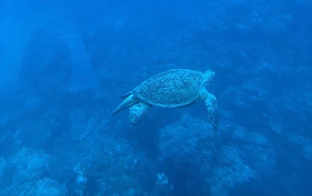 Marsa Alam: Nefertari Sunset Turtle Bay Cruise with Dinner | ®ExcursionMania