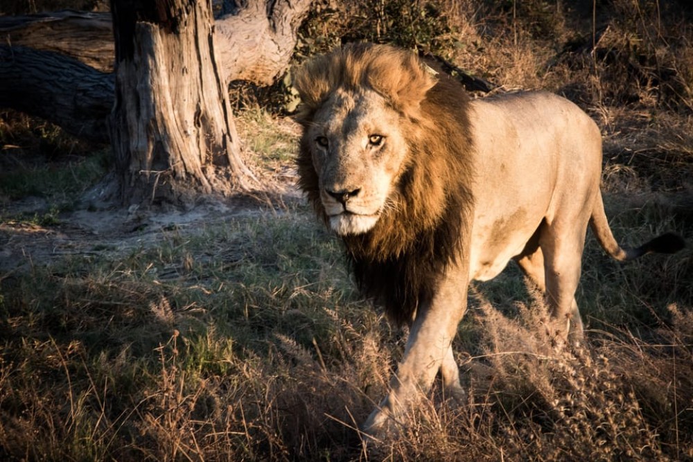 From Livingstone & Victoria Falls: Rafting & Safari Combo | ®ExcursionMania