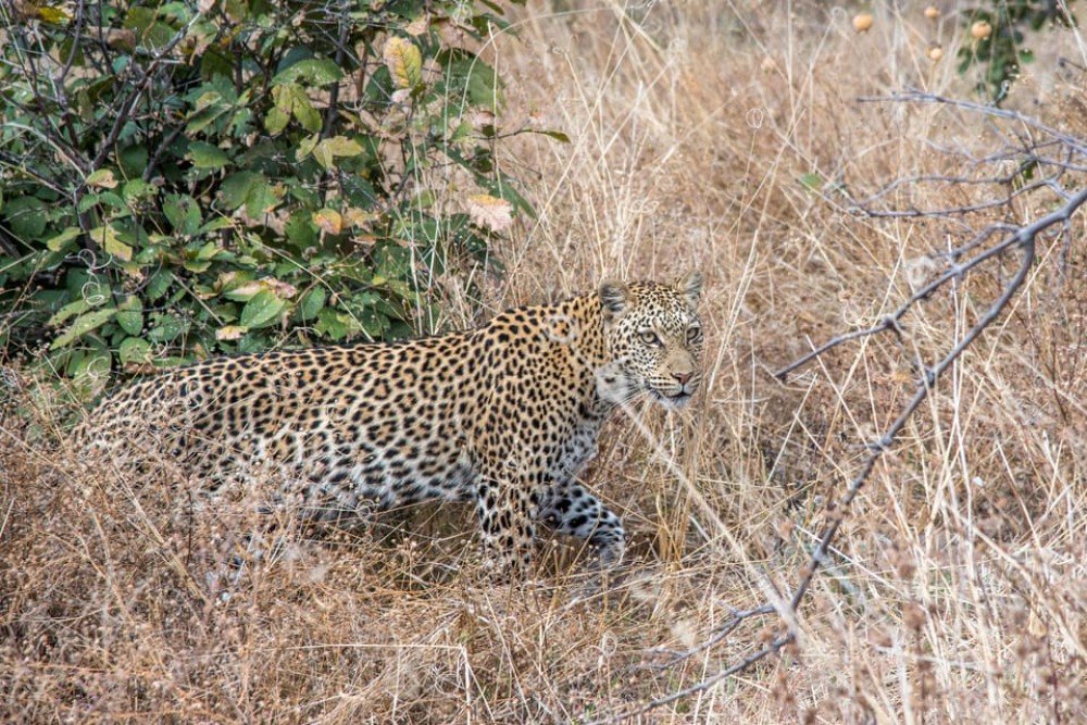 From Livingstone & Victoria Falls: Rafting & Safari Combo | ®ExcursionMania