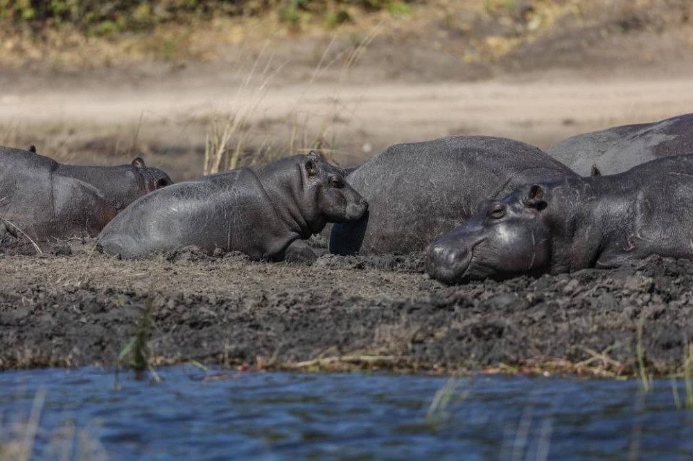 Chobe: 2-Day Mobile Camping Safari | ®ExcursionMania