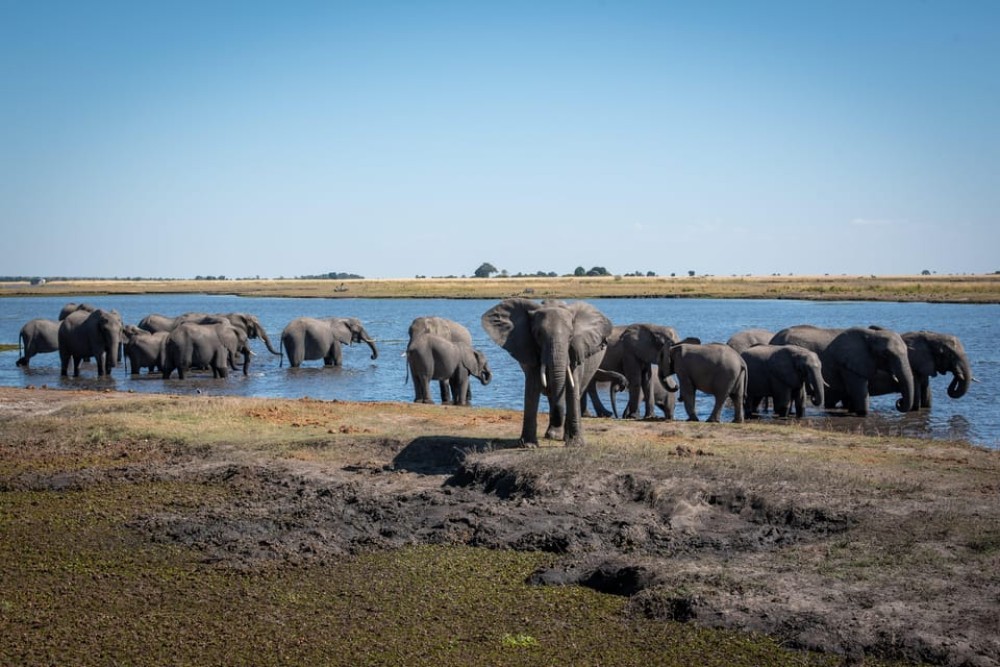 Chobe: 2-Day Mobile Camping Safari | ®ExcursionMania