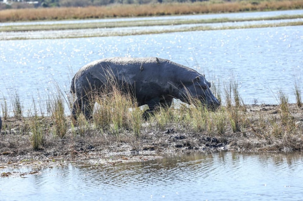 Chobe: 2-Day Mobile Camping Safari | ®ExcursionMania