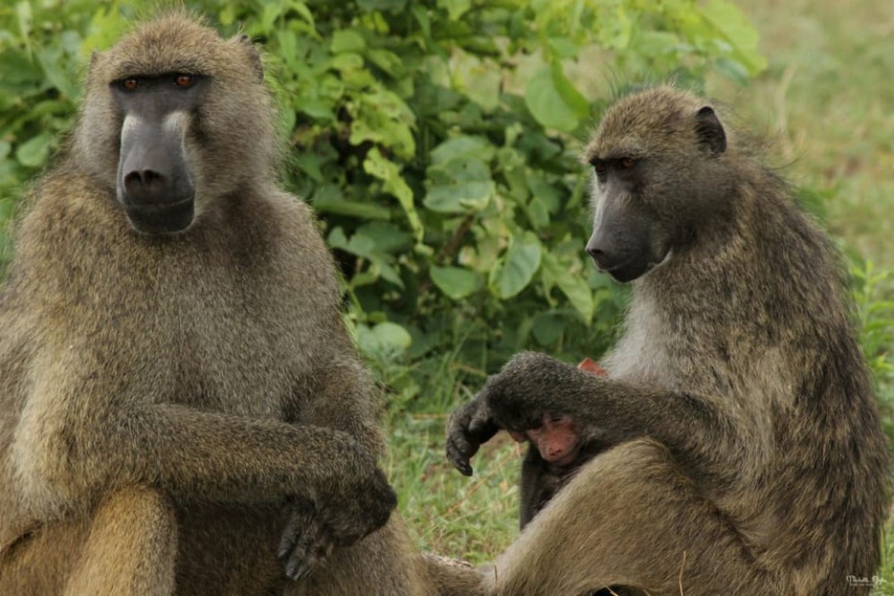Victoria Falls Safari with Lunch and Sunset Cruise | ®ExcursionMania