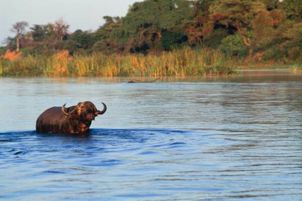 Victoria Falls Safari with Lunch and Sunset Cruise | ®ExcursionMania
