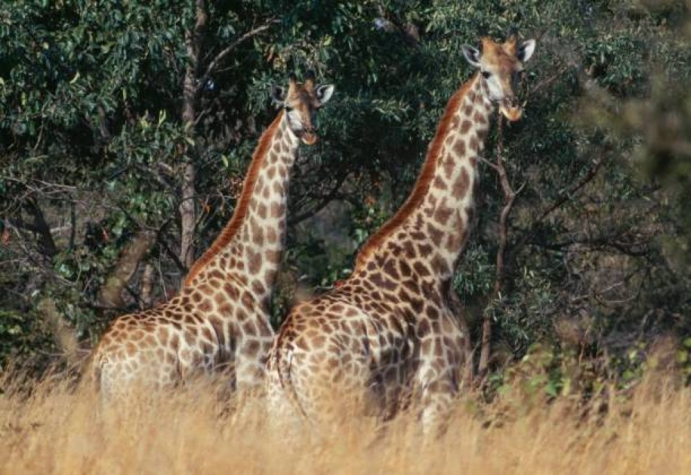 Victoria Falls Safari with Lunch and Sunset Cruise | ®ExcursionMania