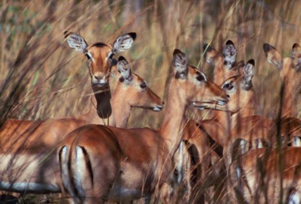 Victoria Falls Safari with Lunch and Sunset Cruise | ®ExcursionMania