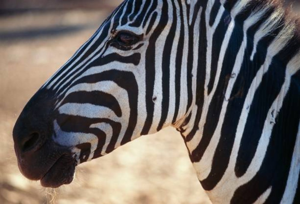 Victoria Falls Safari with Lunch and Sunset Cruise | ®ExcursionMania