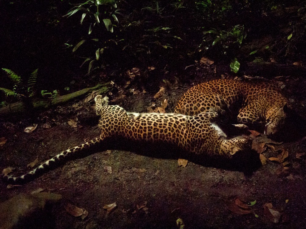 Victoria Falls: Night Game Drive and 3-Course Bush Dinner | ®ExcursionMania