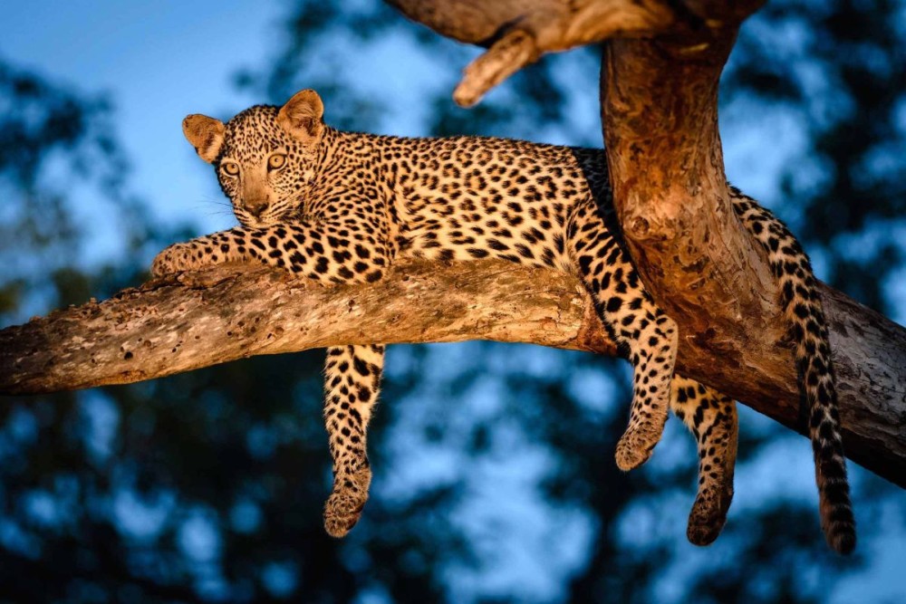Victoria Falls: Night Game Drive and 3-Course Bush Dinner | ®ExcursionMania