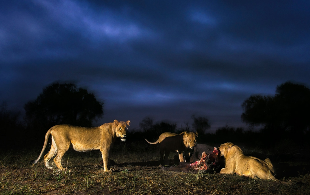 Victoria Falls: Night Game Drive and 3-Course Bush Dinner | ®ExcursionMania