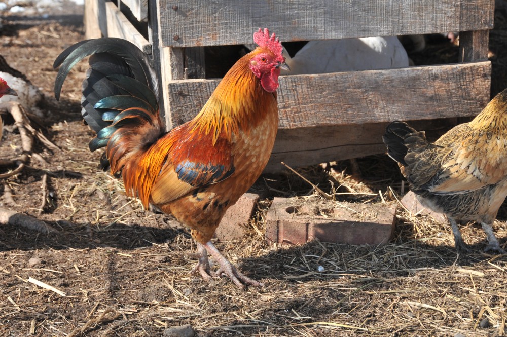 Island tour & cattle & Taste local flavors | ®ExcursionMania