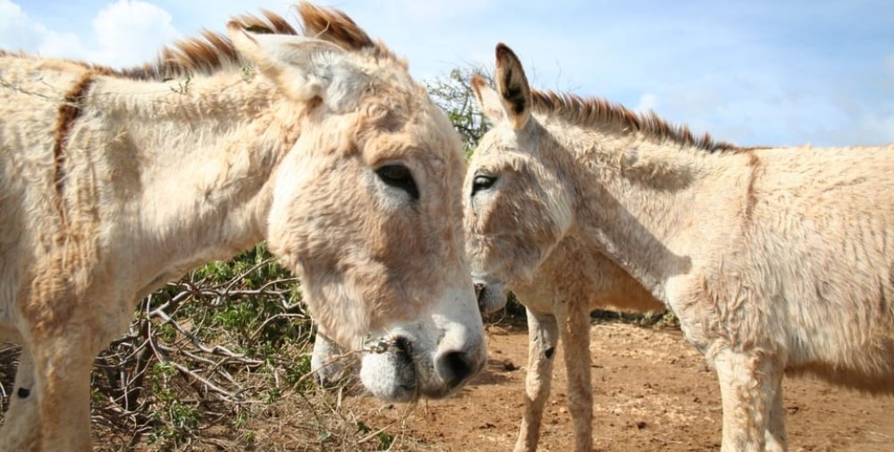 Island tour & cattle & Taste local flavors | ®ExcursionMania