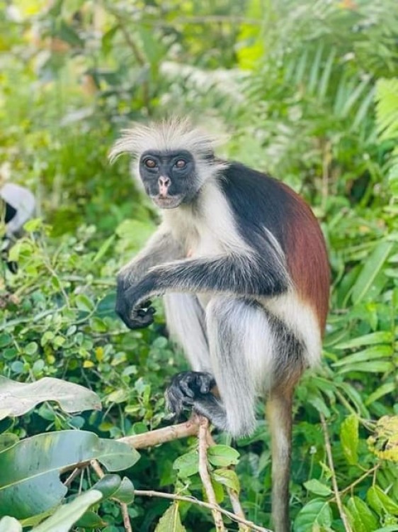 Zanzibar: Stone town Insights & Jozani forest Exploration | ®ExcursionMania