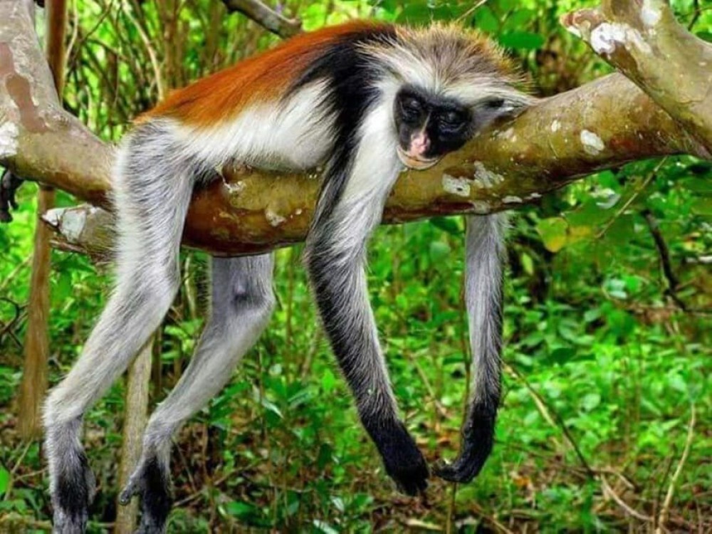 Zanzibar: Stone town Insights & Jozani forest Exploration | ®ExcursionMania