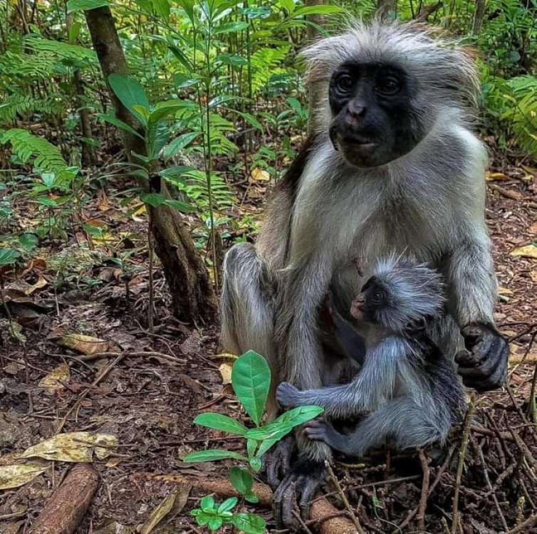 Zanzibar: Stone town Insights & Jozani forest Exploration | ®ExcursionMania